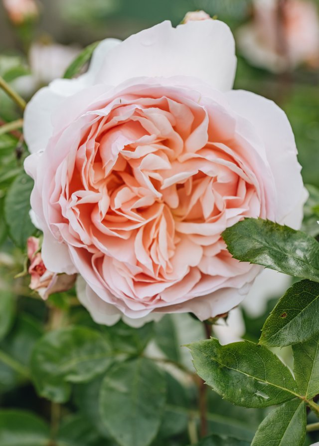 Burford Garden Company