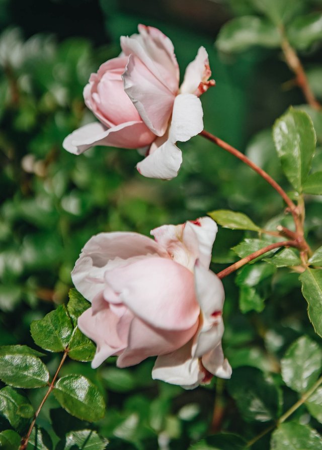 Burford Garden Company