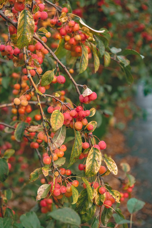 close up view of crap apples