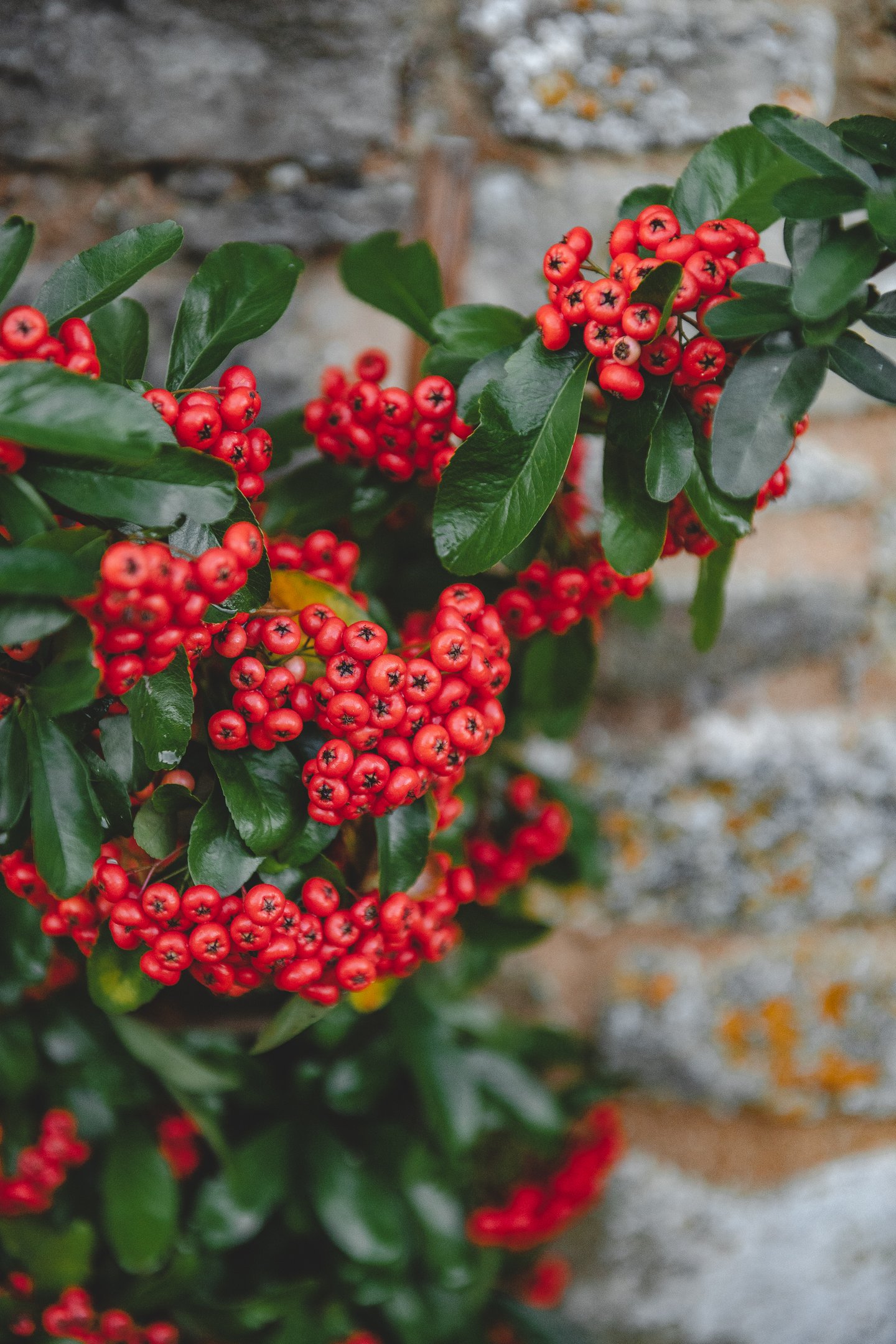 Close up of pyracantha red berries