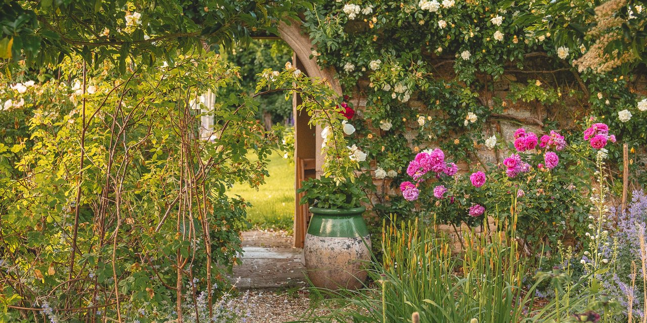 How To Prune Roses Burford Garden Co.