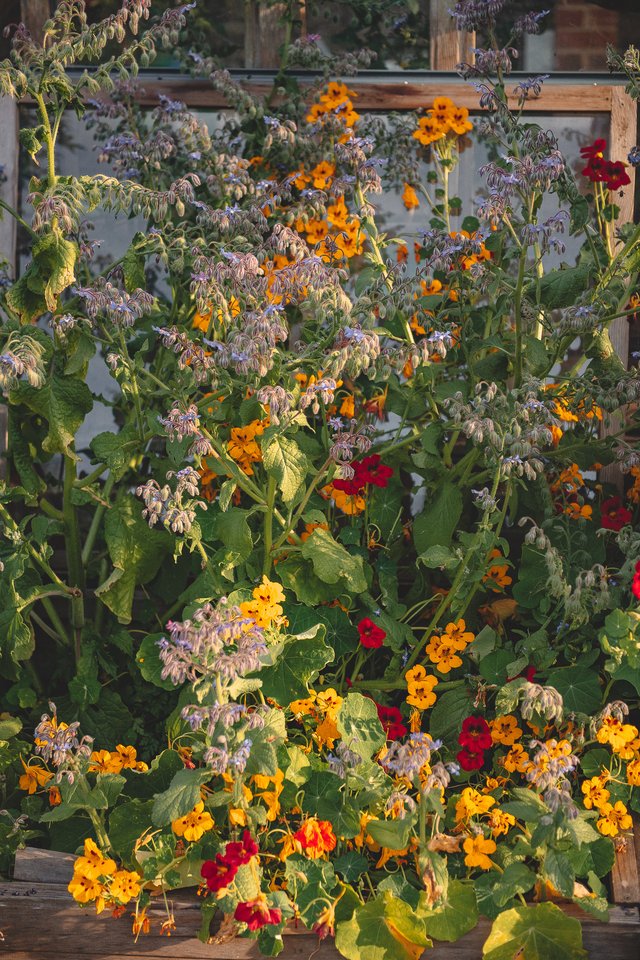 Nasturtium and Borage