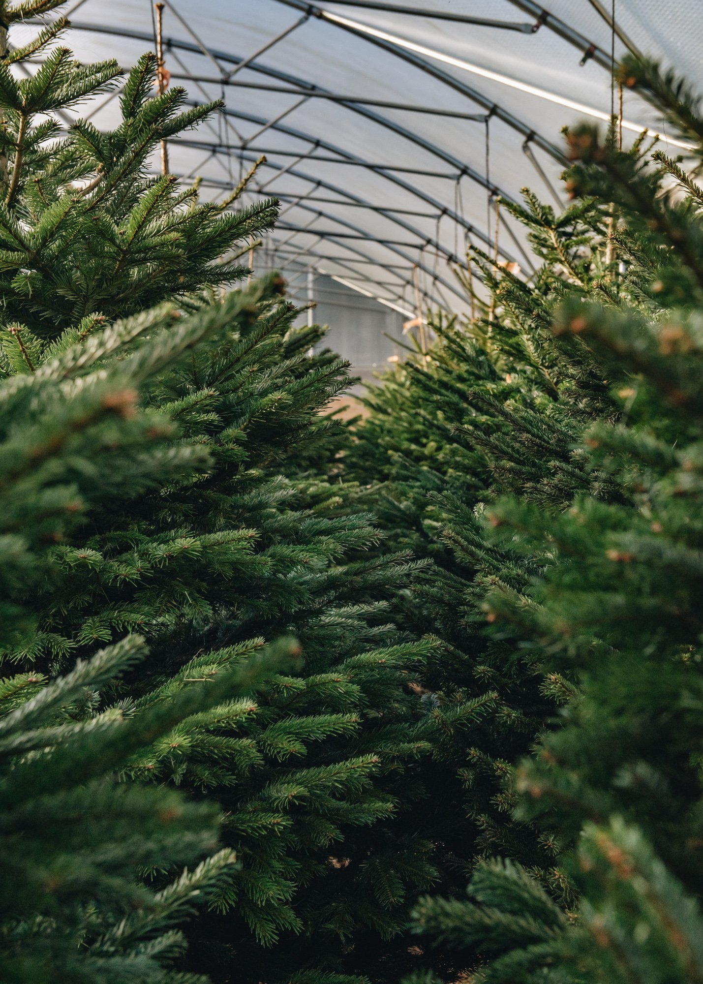 Our Christmas trees Burford Garden Co.