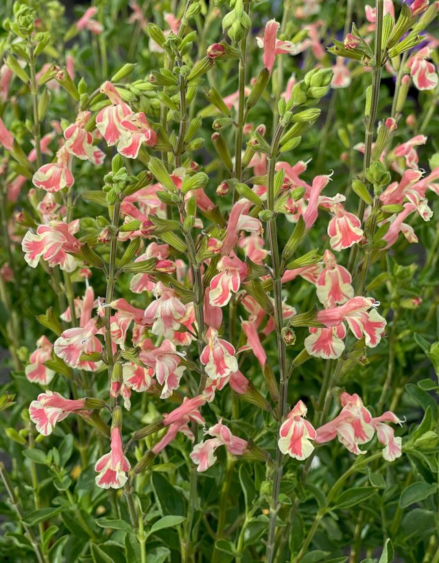 Burford Garden Company