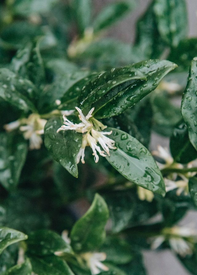 Sarcococca confusa flowers
