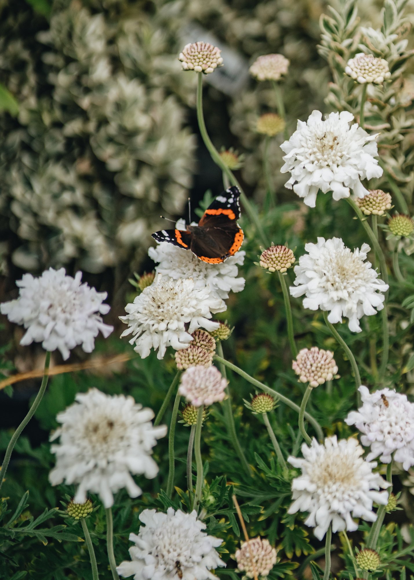 Red Admiral butterfly on white scabious flower