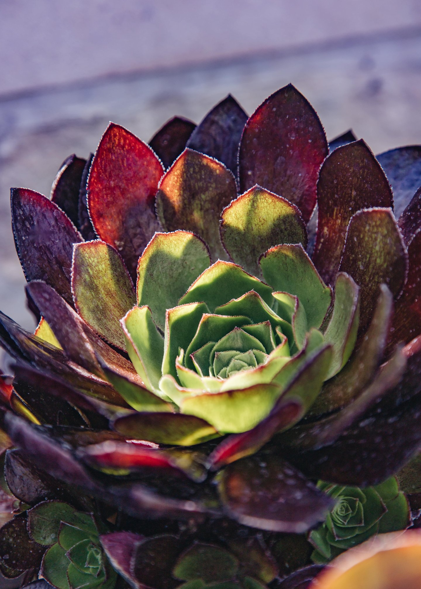 Burford Garden Company