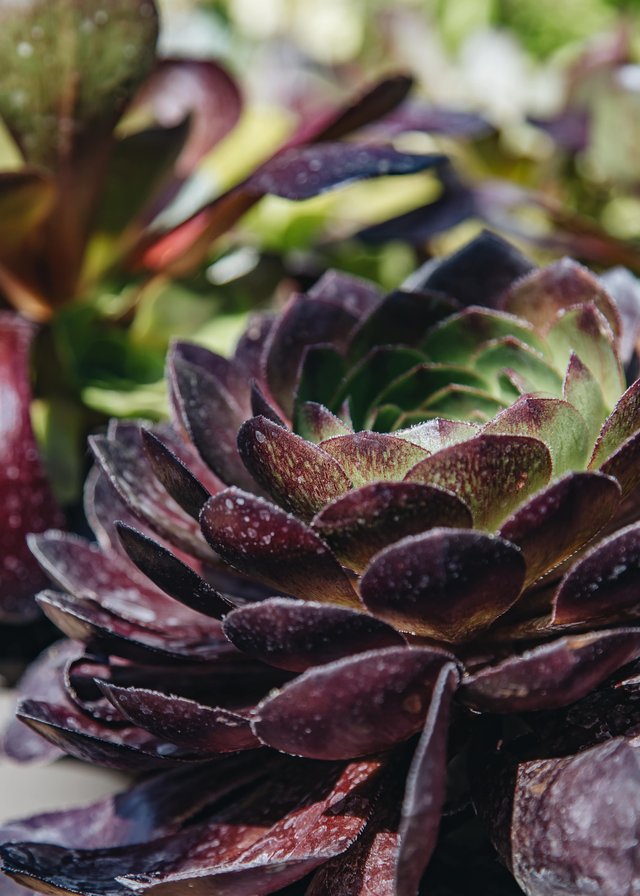 Burford Garden Company