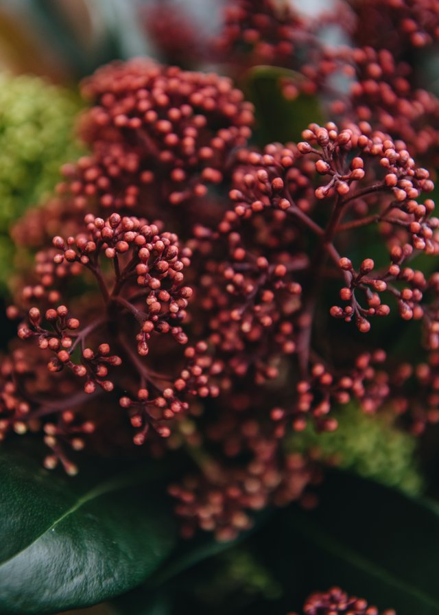 Skimmia japonica 'Rubella'