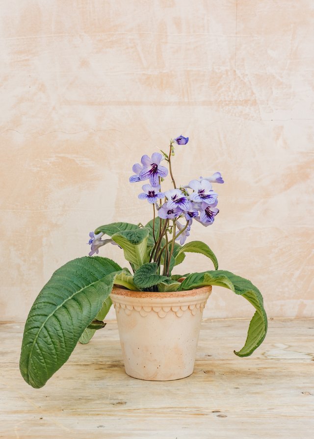 Burford Garden Company