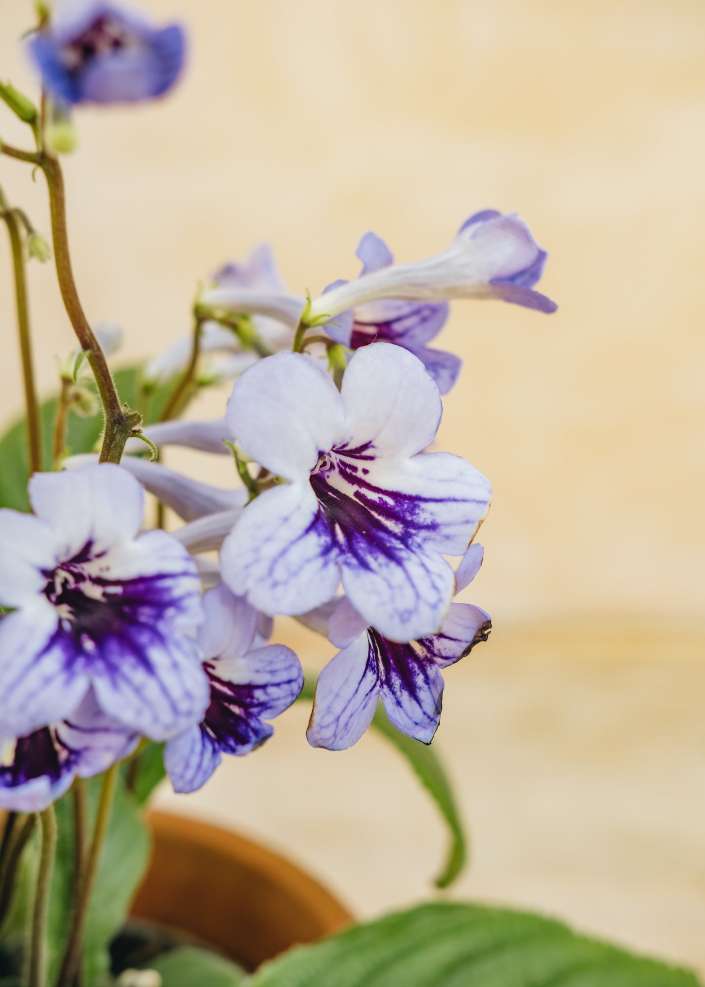 Burford Garden Company