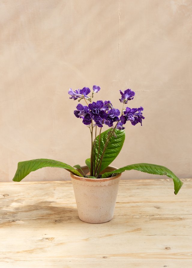 Burford Garden Company