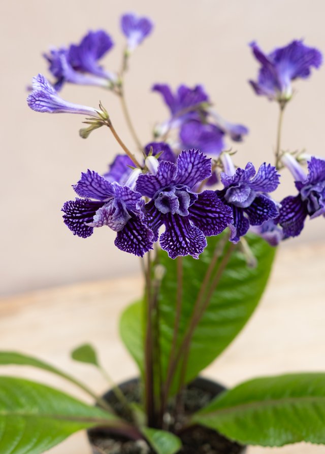 Burford Garden Company