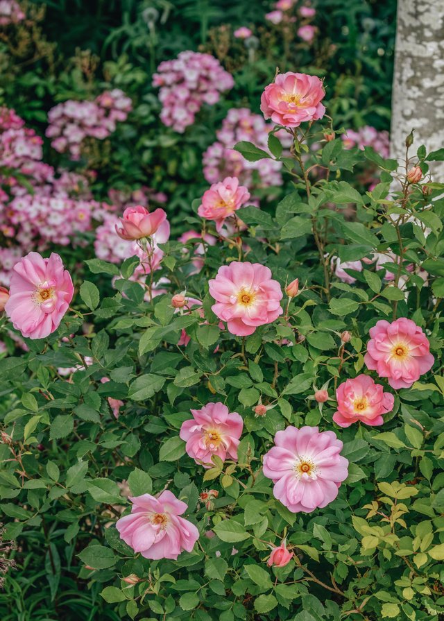 Courtesy of David Austin Roses